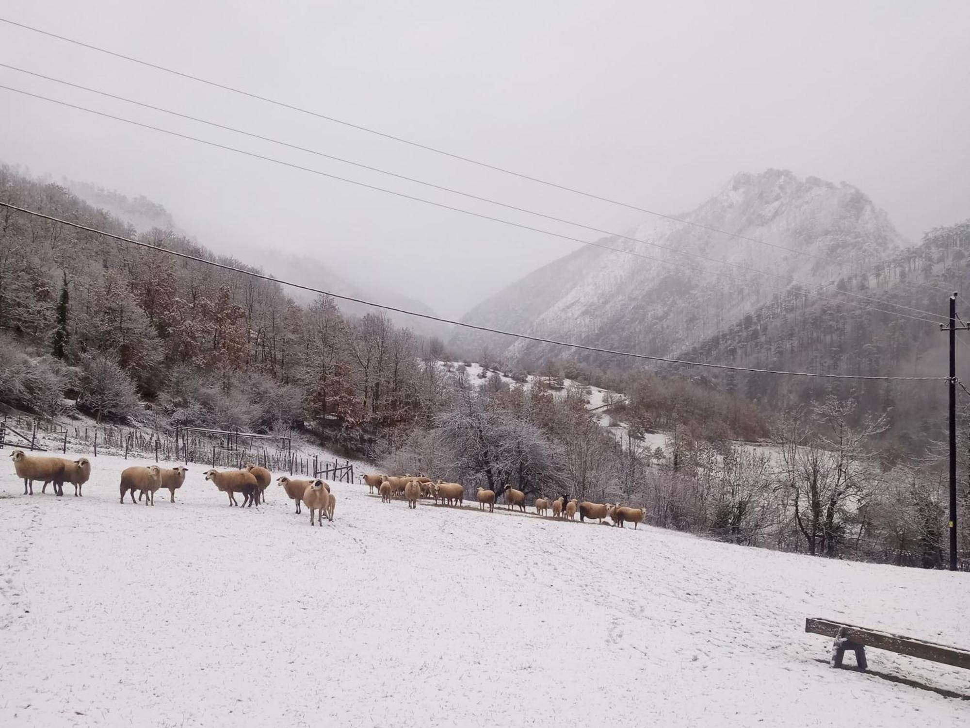 Family Owned Self Sufficient Eco Farm Tara Hotel Pljevlja Exterior photo